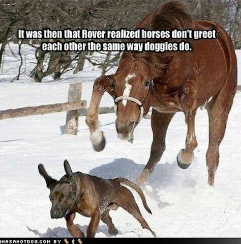 It was then that rover realized horses don't greet each other the same way dogs do.